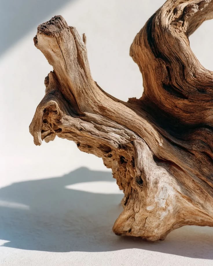 A weathered piece of sandalwood in soft, warm daylight.