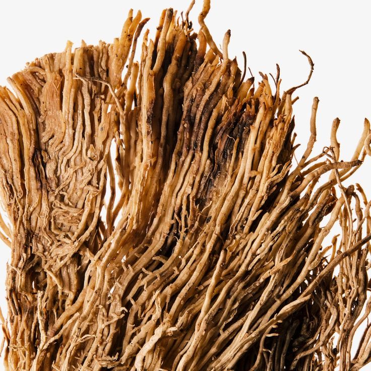 A bundle of dried vetiver roots.