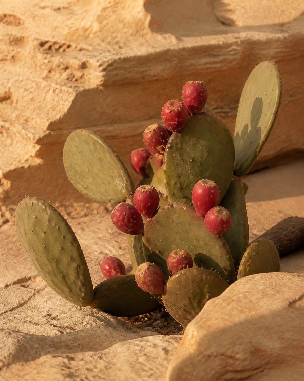 Prickly pear fruit on the cactus paddle, cropped close.